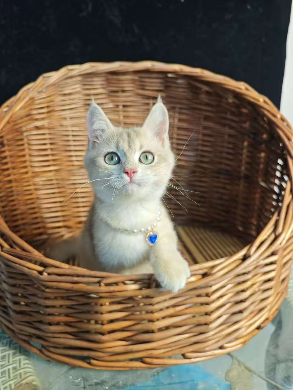 蓝金渐层弟弟,苗全